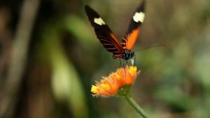 Beautiful Relaxing Music - Solo for Flute by Oksana Herasymenko