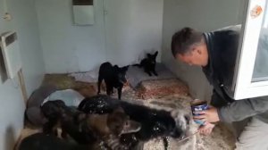 Хоспис кормление, 14.06.19. Кожуховский приют