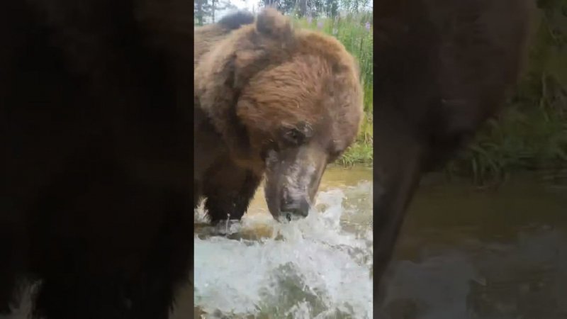 Медведь Том в озере