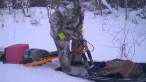 Собака Чинук и тунгус 600 в небольшой пухляк