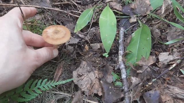 Как я отличаю съедобных опят от поганок. смотреть онлайн