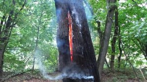 молния попала в дерево