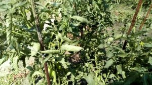 Огурцы и томаты под затеняющей сеткой - результатом довольна!