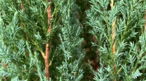 ?Можжевельник скальный «Блю Эрроу»❓ВОПРОС-ОТВЕТ✅ Посадка/Уход/Укрытие на зиму/Почва/