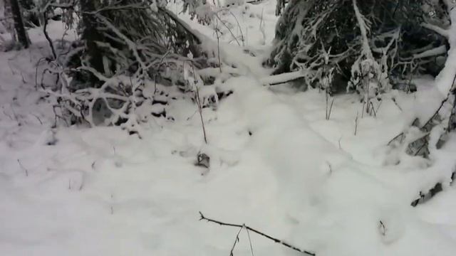 Готовимся к лесозаготовке, Зимний лес для срубов, делянка.