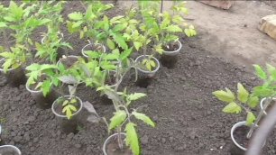 Высаживаю в грунт рассаду детерминантных помидоров