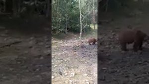 Медведи людоеды!!!