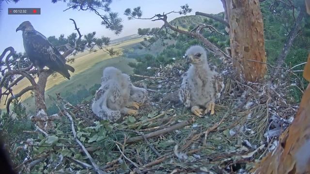 27.06.2021 4:18 Утро. Алтынай улетает и возвращается с сосновой веткой смотреть онлайн