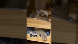 Домик Лелика ( все части )