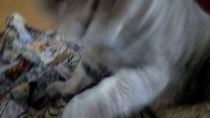 Кот Филимон весь день спит