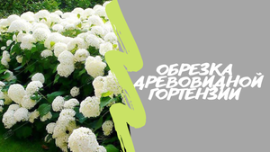 Обрезка древовидной гортензии Аннабель?