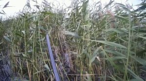 #Охота на утку Осень 2022