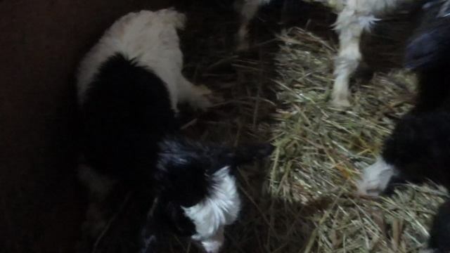 Первые козлята в этом году. 2021г.