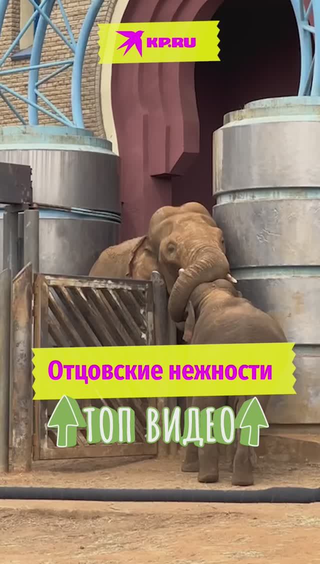 Отцовские нежности