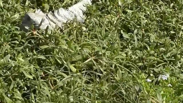 Ящерицы в Мексике смотреть онлайн