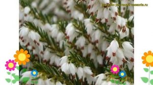 Эрика травянистая Уайт Перфекшн. Краткий обзор, описание характеристик erica carnea Winte Perfectio