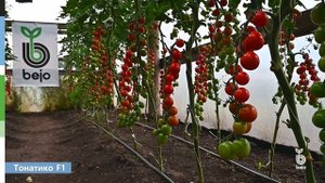 Черри Тонатико F1 (Bejo) - один из лучших томатов для теплиц