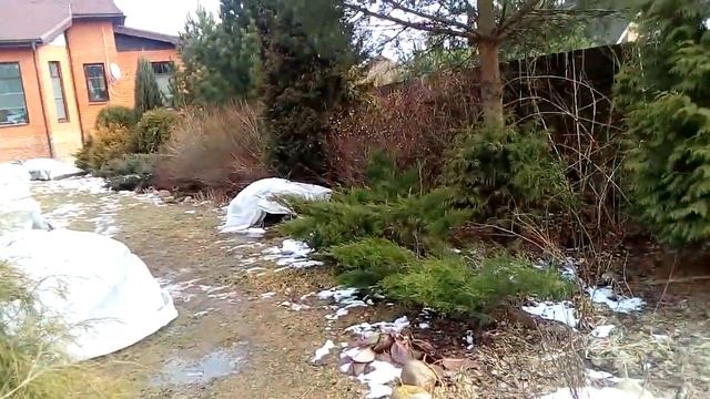 Передержка роз до посадки.Посадка роз в горшки.Сад 18.03.20