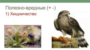 Типы межвидовых отношений