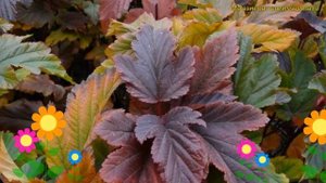Пузыреплодник калинолистный Ждечовице. Краткий обзор, описание physocarpus opulifolius Zdechovice