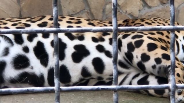 Сладкий дневной сон ягуара! смотреть онлайн