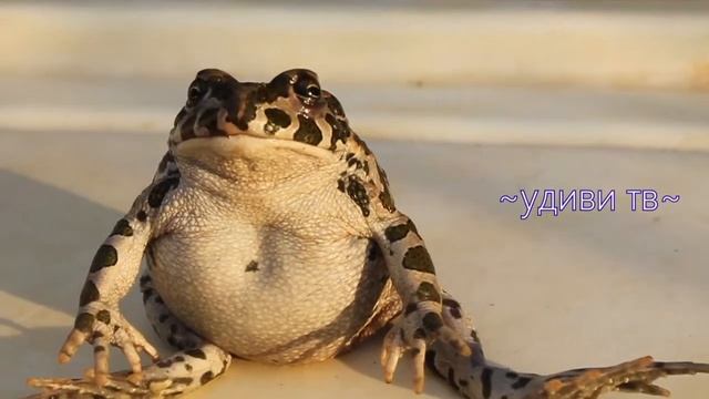 Впечатляет удивительное видео. Жаба почти не дышит какое то время и ещё сидит. Смешно.