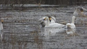 Малый Лебедь по сравнению с Лебедем Кликуном, наблюдение птиц в Новгородской области, 6 апреля 2024