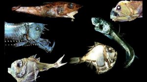 РАЗОБЛАЧЕНИЕ - ФИНЕС И ФЕРБ!!!