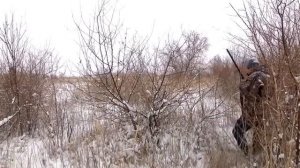 Охота на фазана Ушарал-Алаколь