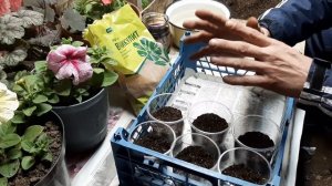 КОГДА И КАК СЕЯТЬ ОГУРЦЫ СЕМЕНАМИ В КАКОЙ ГРУНТ НА РАССАДУ как вырастить огурцы