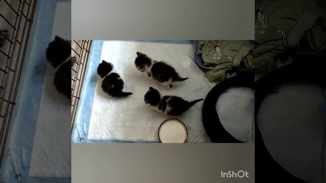 День второй. Котята пробовали сами кушать. смотреть онлайн