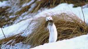 Ласка (Mustela nivalis). Охота на мышей. Шахдагский парк.