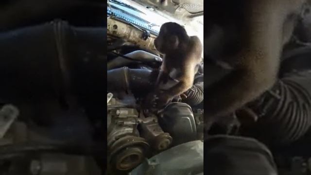 Похожие механики работают в моём ближайшем автосервисе ???