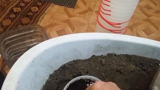 Часть1.Селекция ремонтантной малины.Сажаем малину семенами,выводим новые сорта перекрёсным опыление