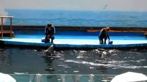 Дельфинарий в Бэйдайхэ