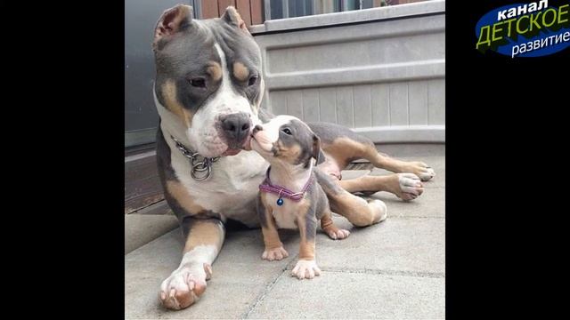 #2ч.СОБАКА (Тема: Домашние животные) для самых маленьких смотреть онлайн