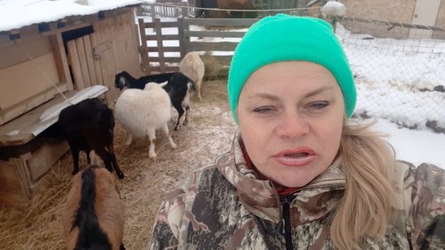 Стоит ли заводить козу в хозяйстве? Чем кормить козу до окота.....? смотреть онлайн