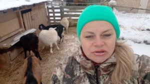 Стоит ли заводить козу в хозяйстве? Чем кормить козу до окота.....?