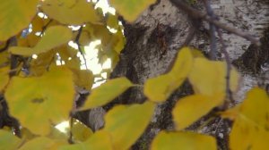 Березка. Осенние листья *♫*♥* скрипка *♫*♥*