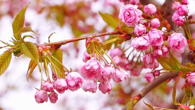 Красивая Расслабляющая Музыка - Весенняя Музыка - лечебная музыка для сердца и сосудов, расслабление