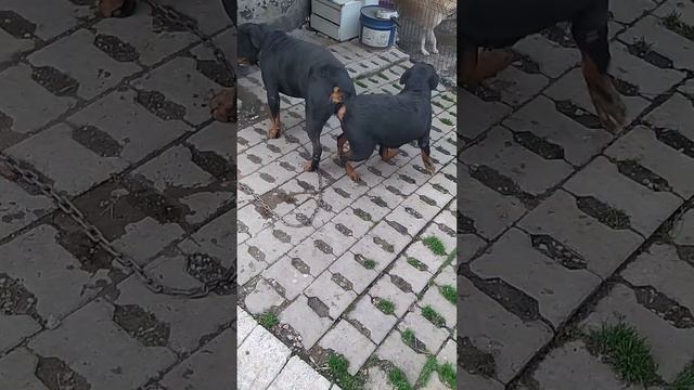 CİO & BETY EŞLEŞME (@THEROTT ) смотреть онлайн