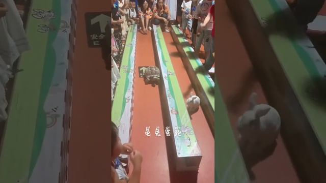 A real tortoise and hare race game