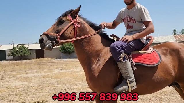 турбо 2 Дастанда ТЕЗ АТТЫН БИРИ смотреть онлайн