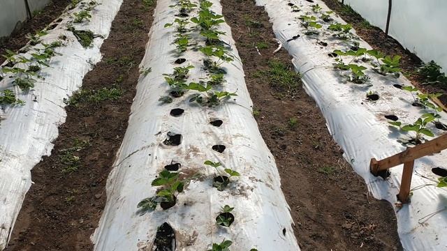 Осенняя обработка клубники от вредителей и болезней. смотреть онлайн