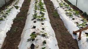 Осенняя обработка клубники от вредителей и болезней.