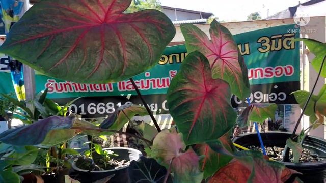 พาชมบอนกระดาษสีทองและบอนสีต่าง ๆ กอบทรัพย์ เสือพาน ไก่สุดสงวน смотреть онлайн