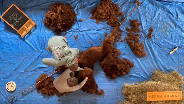 Стрижка альпак (alpaca) смотреть онлайн