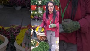 Как ухаживать за хризантемой мультифора?