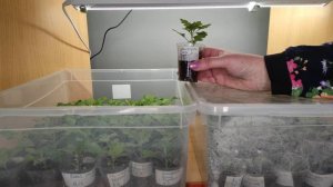 Черенкование хризантемы мультифлора в комнатных условиях всю зиму! Зачем?