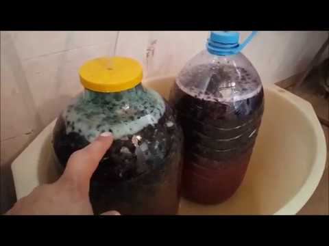 Как сделать вино из черной смородины своими руками